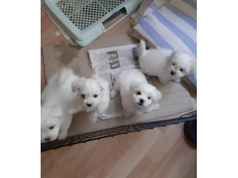 Mini Boy Maltese Yavrular
