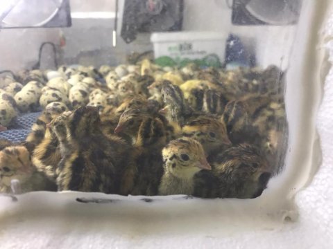 Bıldırcın Yumurta Civciv Ve Anaç