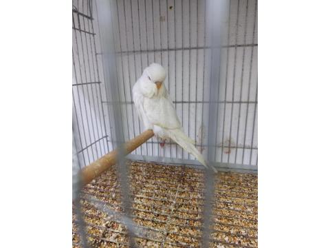 Orjinal Jumbo Muhabbet Kuşu Yavrular