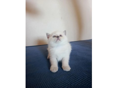 Sevimli British Yavrularımız Yeni Yuvalarını Arıyor