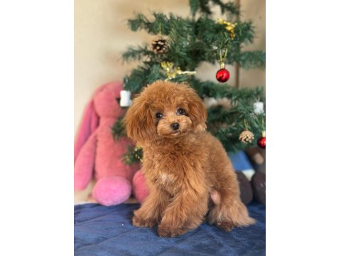 Mini Teddy Poodle