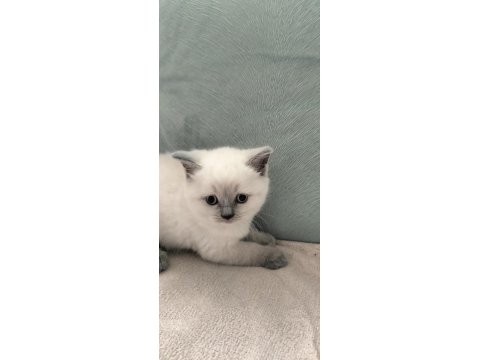 Safkan British Shorthair Yavrularım Yeni Yuvalarını Bekliyor