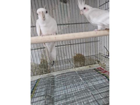 Sultan Papağanı Takım