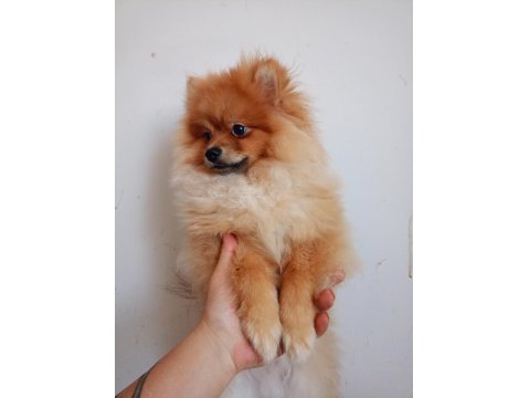 Pomeranian Erkek 5,5 Aylık