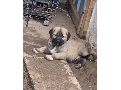 60 Günlük Safkan Kangal Yavrular