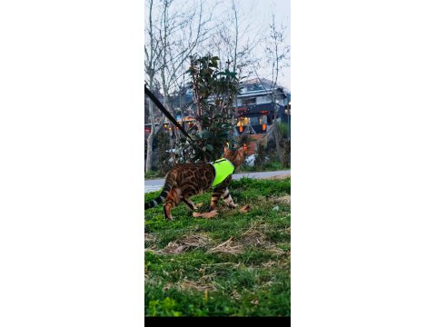 Safkan Wcf Şecereli Gold-Brown Bengal Henüz İki Aylik