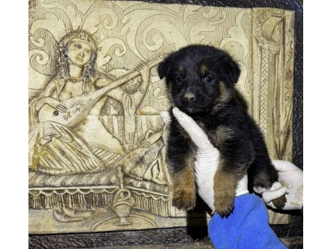 Safkan Alman Kurdu Yavru Köpekler