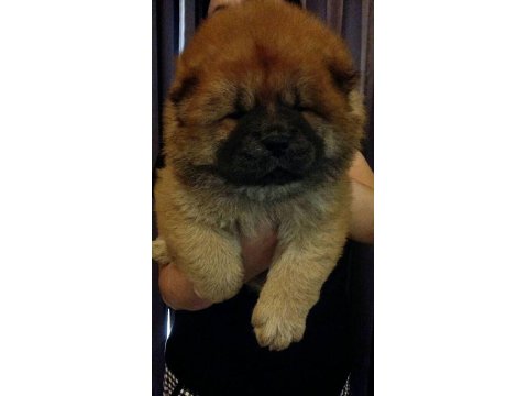 Chow Chow (Çin Aslanı) Yavrular