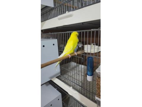 Jumbo Muhabbet Kuşu