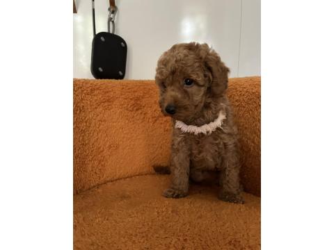 Toy Poodle Bebek Köpeklerim