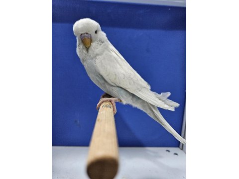 Yeni Yeme Düşen Muhabbet Kuşu Jumbo Yavrular