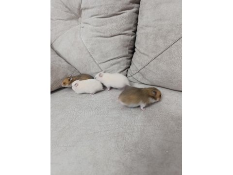Yavru Suriye Hamsterleri