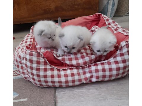 Özel Scottish Fold Yavrular