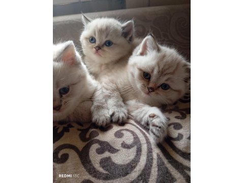 Efsane British Shorthair Yavrularım