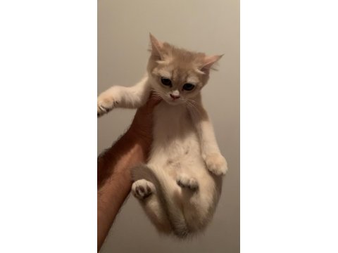 Şecereli Babadan Orj British Shorthair