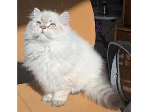British Longhair Erkek 4.5 Aylık