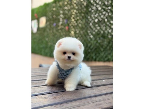 Üst Kalite Pomeranian Yavrular