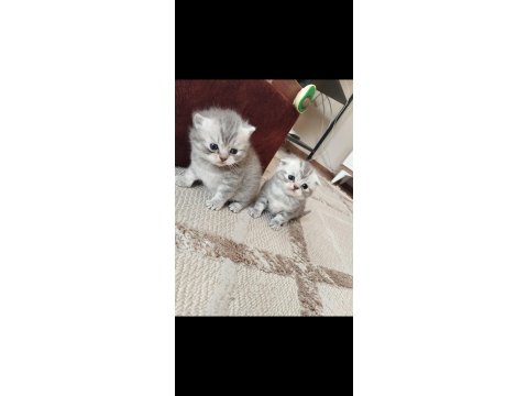 Longhair Ve Shorthair Tabby Yavru Kedilerimiz