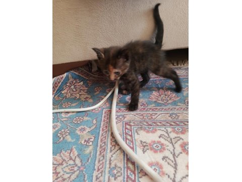 Yavru Kedilere Yuva Arıyoruz