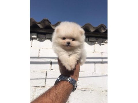 Pomeranian Boo Yavru Köpeğimiz