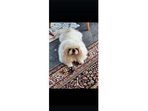 Gerçek İmperial Pekinezler