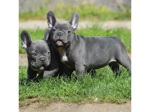 French Bulldog Yavruları