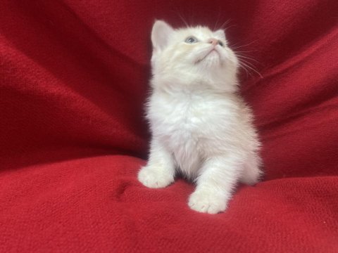 10 Gün Sonra Sütten Kesilmeye Hazır Rezerve Kediler