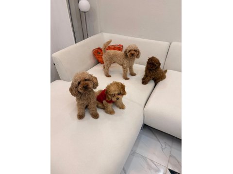 Safkan Toy Poodle Yavruları Ve Mikro Chipli Tüm Aşıları Tam