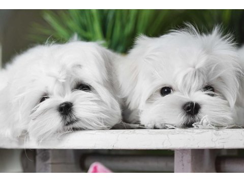 Korean Maltese Terrier
