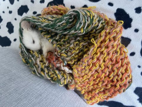 Camdan Aşağı Atılan Yavru Tavşan