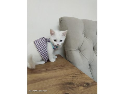 3 Aylık British Shorthair Beyaz
