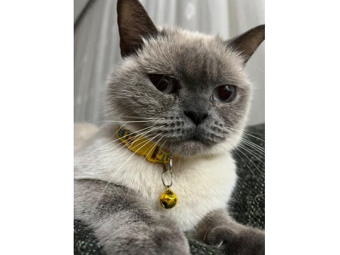 Ücretsiz Sahiplendireceğim Çok Uslu Ve Sakin Bir Kedidir