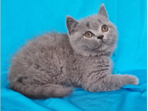 Scottish Yavrular Sahibinden