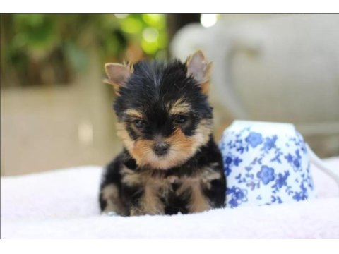 Sevimli Yorkshire Terrier Yavruları
