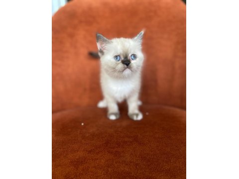 Brıtısh Shorthair Blue Point Dişi
