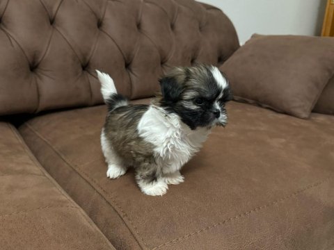 Shih Tzu Yavru Köpekler