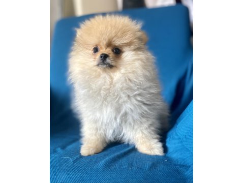 Mini Boy Pomeranian Boo Kızım