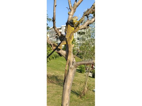Çipli Evraklı İguana