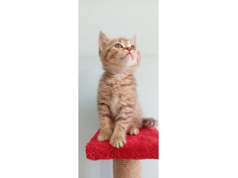 Golden Tabby Dişi British
