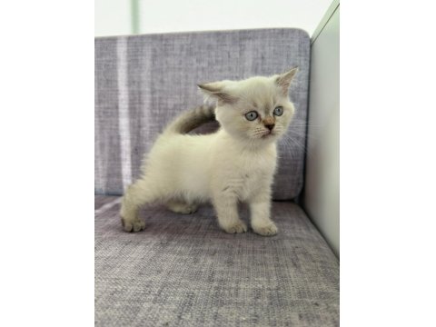 2 Aylık Scottish Fold Blue Point Yavrular