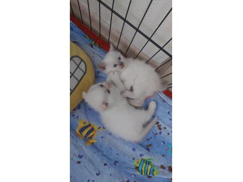 Yavru Bluepoint British Shorthair