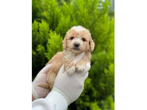 Kampanyalı Poodle Bebekler