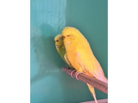 Jumbo Muhabbet Kuşu Çifti