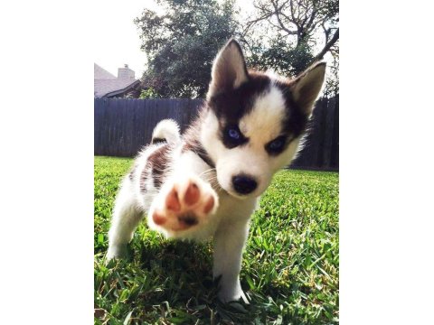 Sibirya Kurdu Mavişler Can Yakıyor