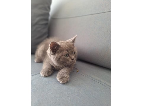 British Yavru Kediler