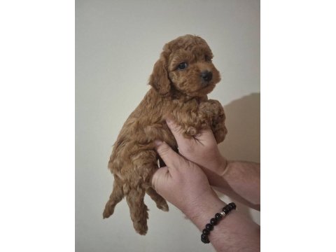 Anne Altından 2 Aylık Poodle Yavrular