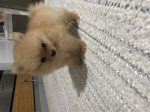 2 Aylık Erkek Teacup Pomeranian Boo