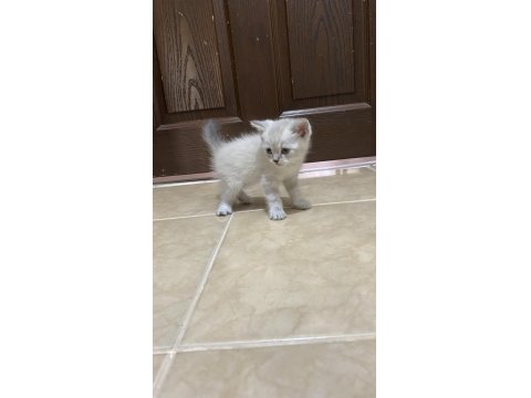 Sahiplendirme Ve Satın Alma British Shorthair