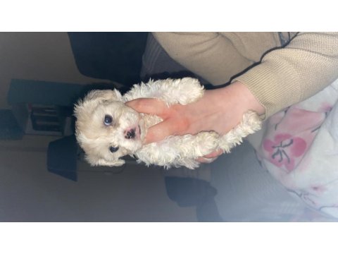 Sahiplendirilecek Terrier