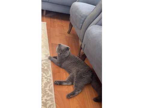 Scottish Fold Erkek Kedimiz